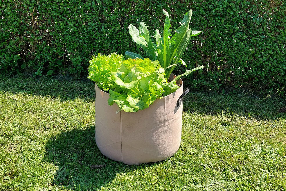 Pflanztasche für Erdbeeren
