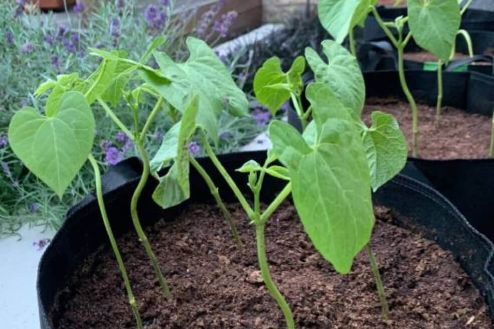 Gartenbohne Cannelino Saatgut Anbau