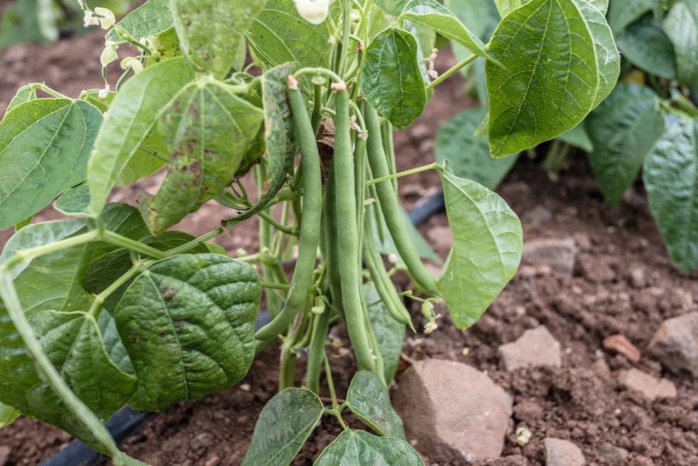 Bio-Saatgut Gartenbohne Maxi Anabau