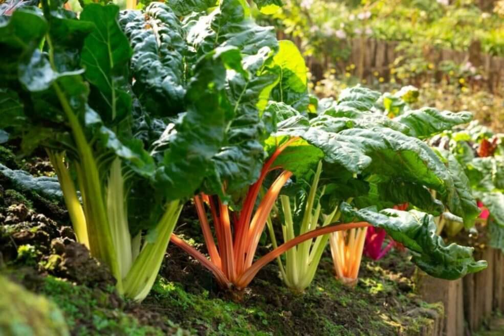 Mangold Five colours im Garten