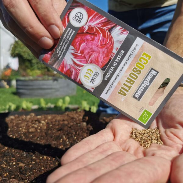 Radicchio Rossa di Verona Saatgut