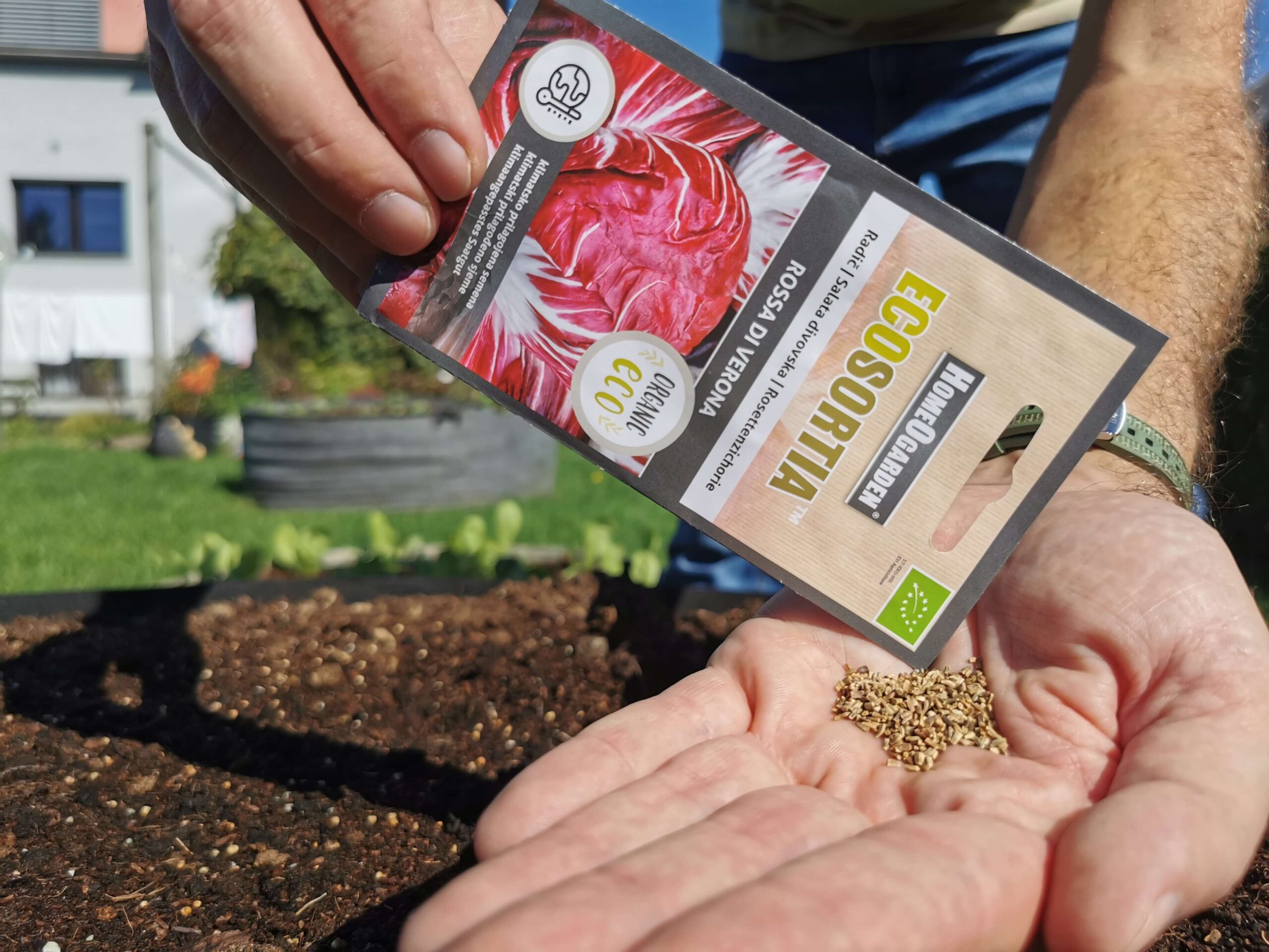Radicchio Rossa di Verona Saatgut