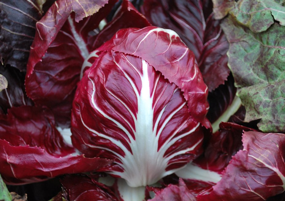 Radicchio Rossa di Verona