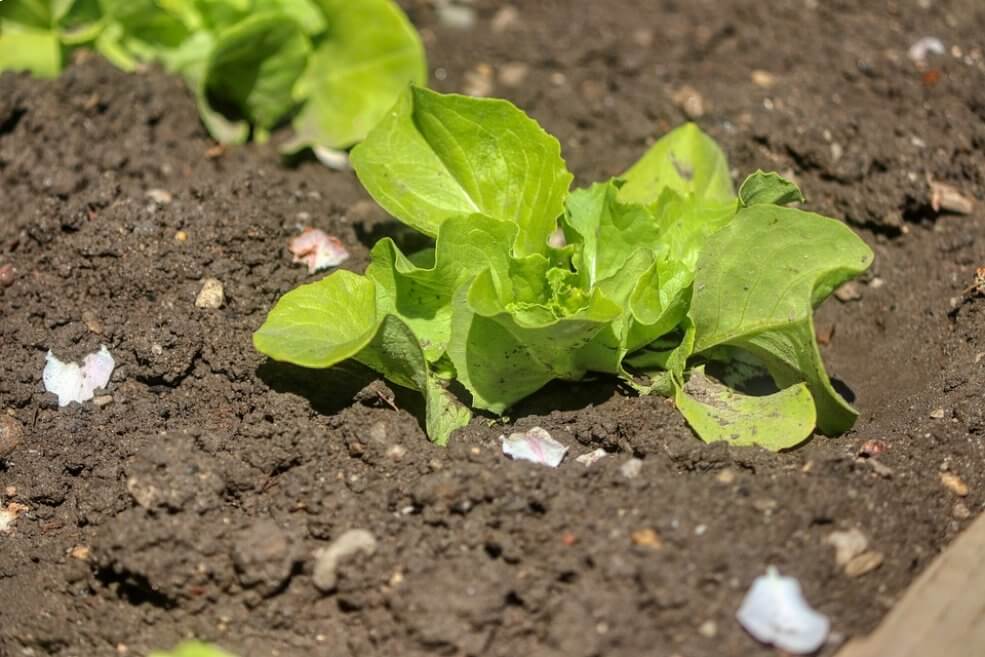 Grüner Salat Kagraner sommer 2 anbauen