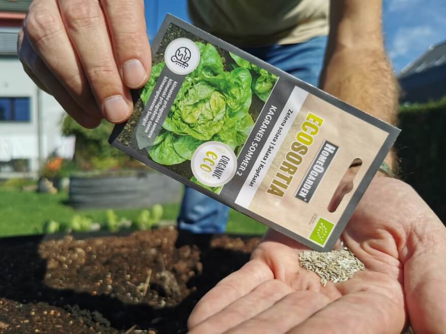 Kopfsalat Kagraner Sommer 2 Samen