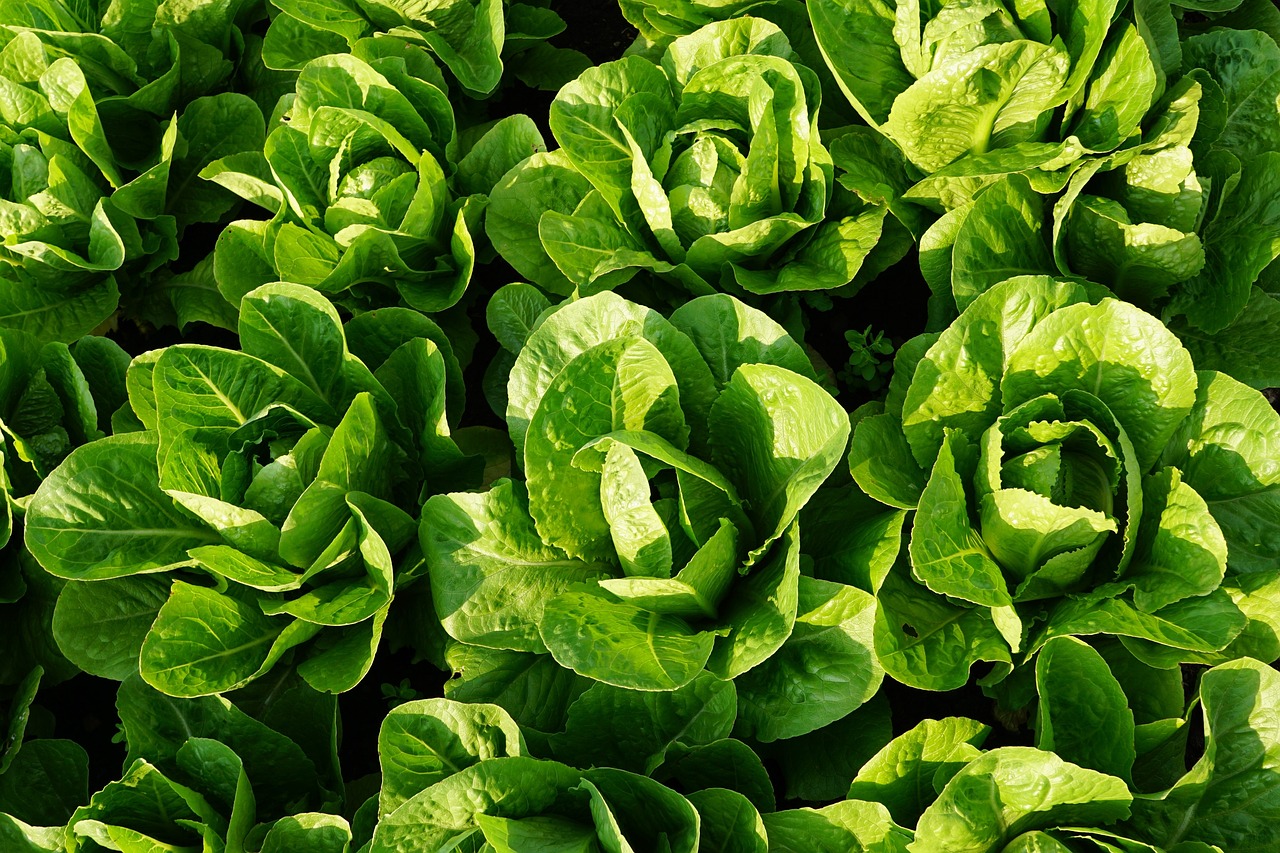 Bio-Saatgut Salat Verde Degli Ortolani Anbau
