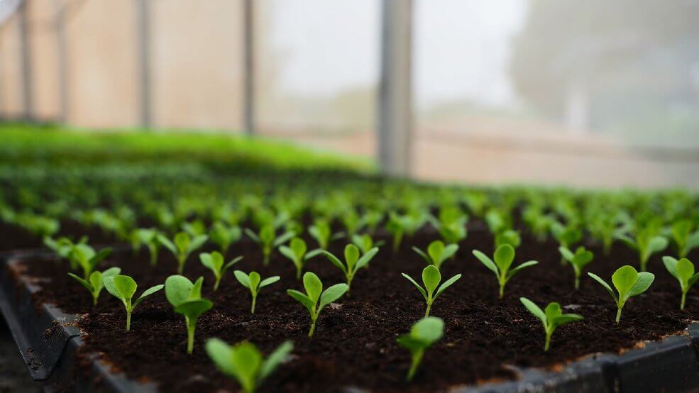 Bio-Saatgut Salat Verde Degli Ortolani Anbau