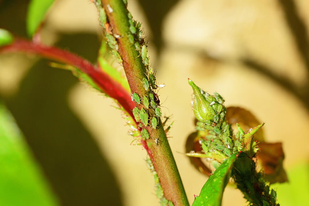 Blattläuse auf Rosen