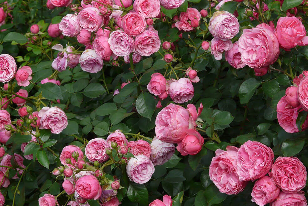 Blattläuse auf Rosen