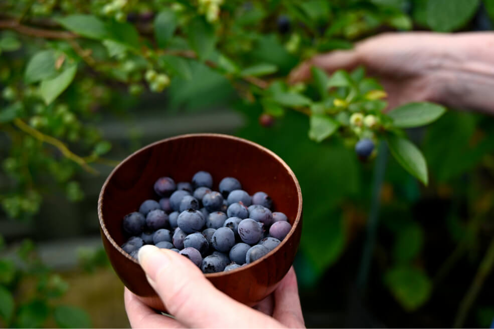 gesunde Blaubeeren mit HomeOgarden