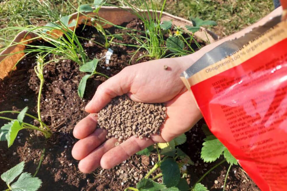 Organischer Erdbeerdünger