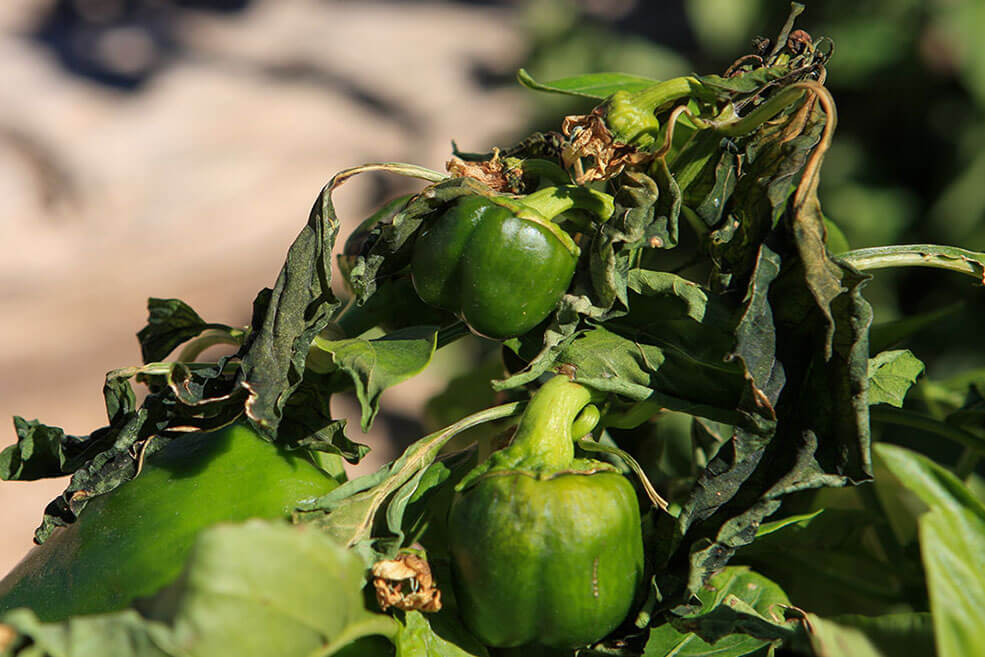 Stärkung von Grüngemüse