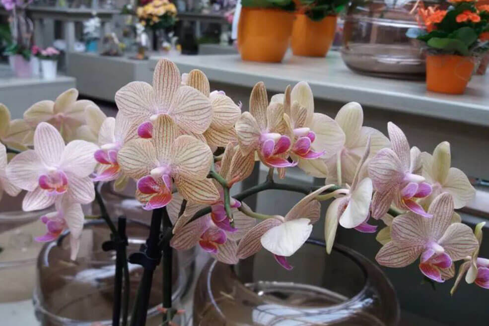 Organische Orchideenerde