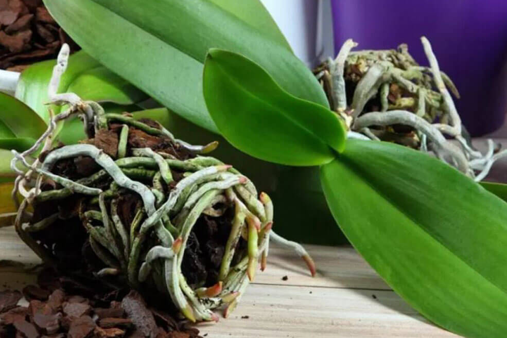 Erde für Orchideenpflanzen