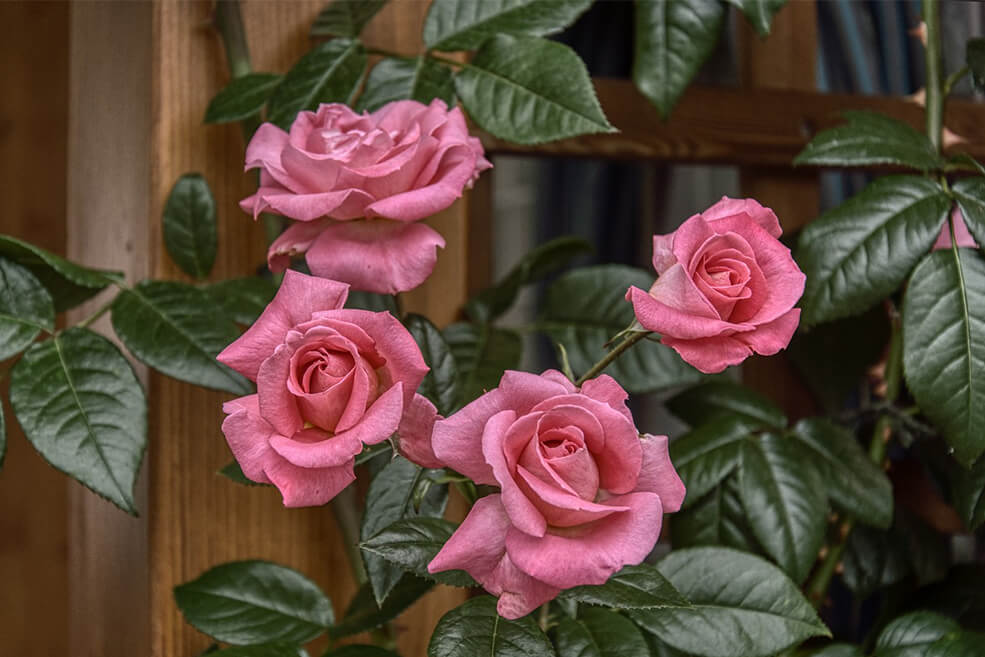 Gesunde Rosen HomeOgarden