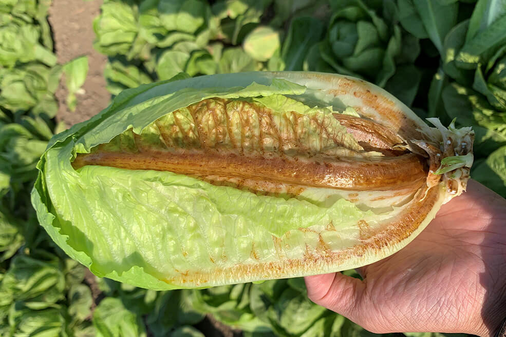 Stärkung von Grüngemüse