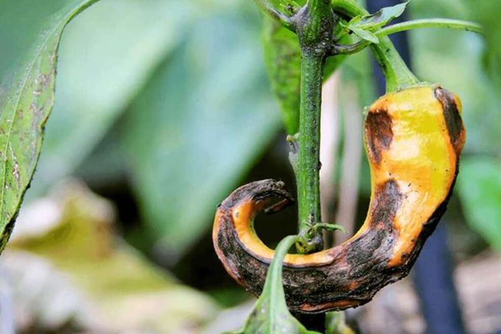 Stärkung von Fruchtgemüse 750 ml