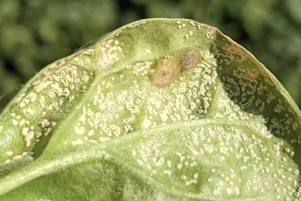 Nährstoffversorgung für Grüngemüse