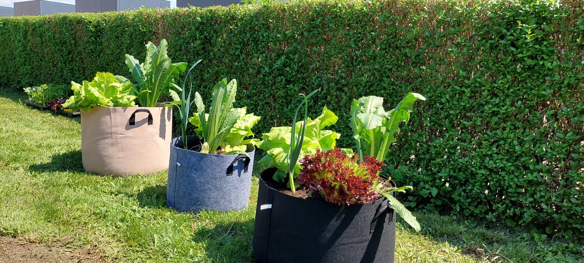 Pflanztaschen PlantIN