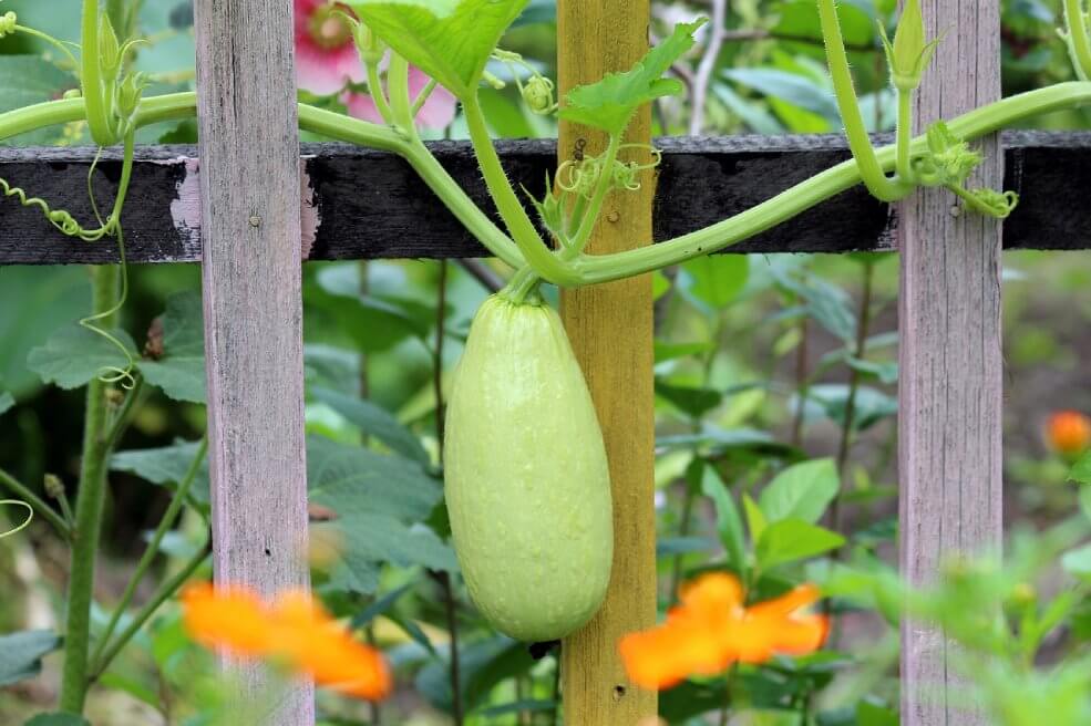 Zucchini Genovese Frucht