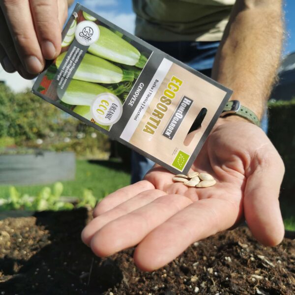 Zucchini Genovese Samen