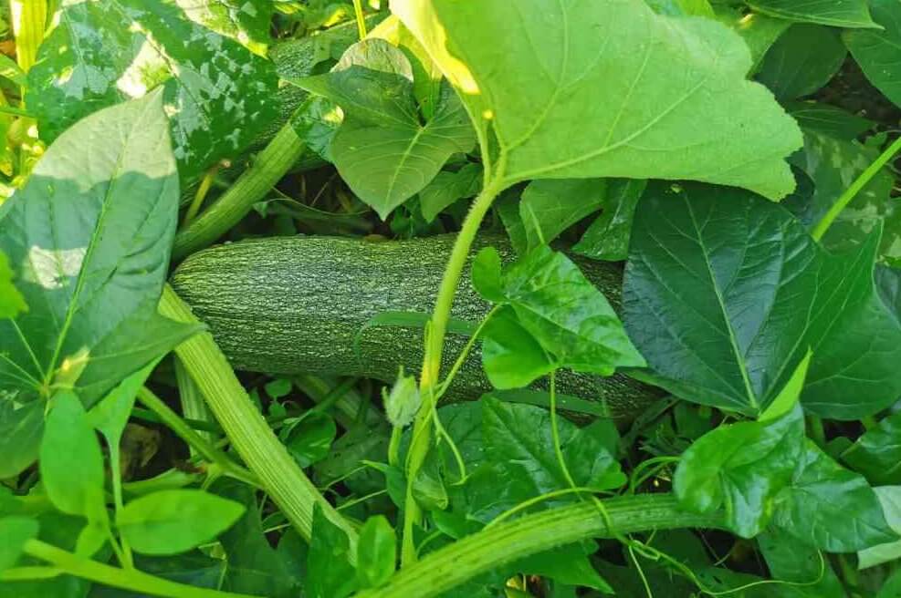 Zucchini Ortolana di Faenza Anbau