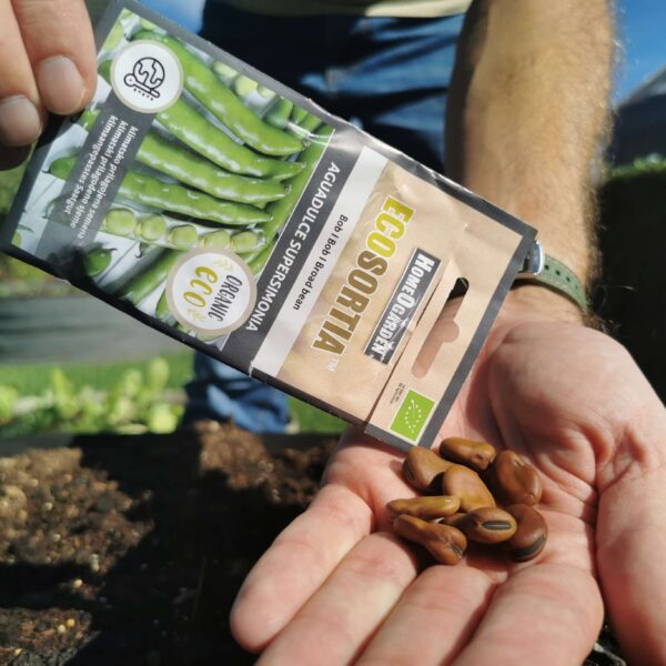 Bio-Saatgut Ackerbohne Aquadulce Supersimonia Samen