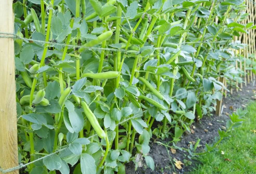 Ackerbohne