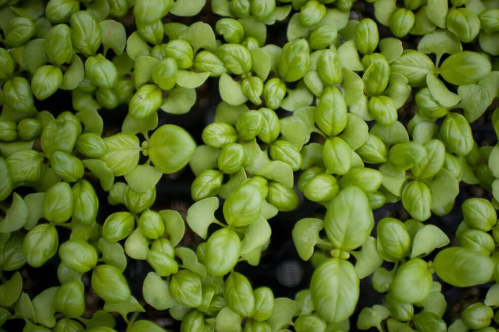 Bio-Basilikum Marseillais