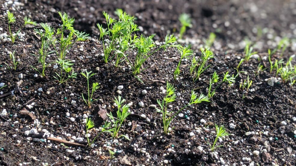 Karotte Flakke im Garten