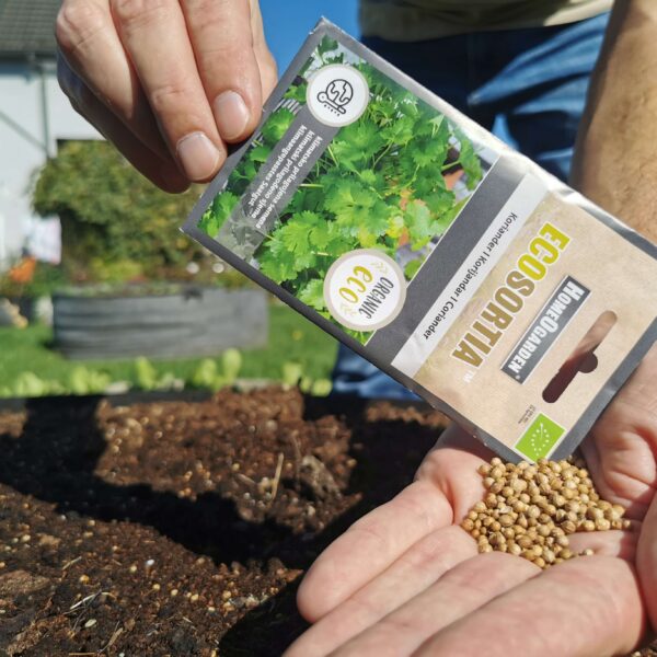 Koriander Bio-Saatgut