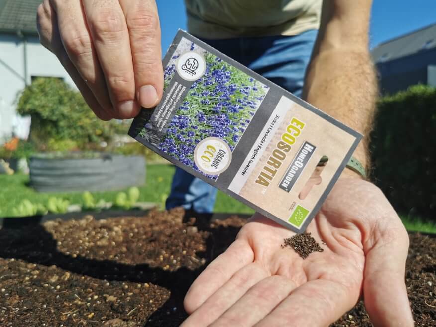 Organisches Lavendel Saatgut