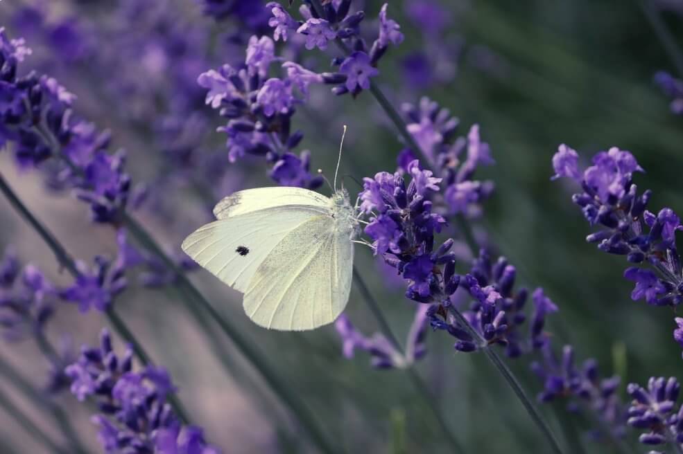 Lavendel im Garten