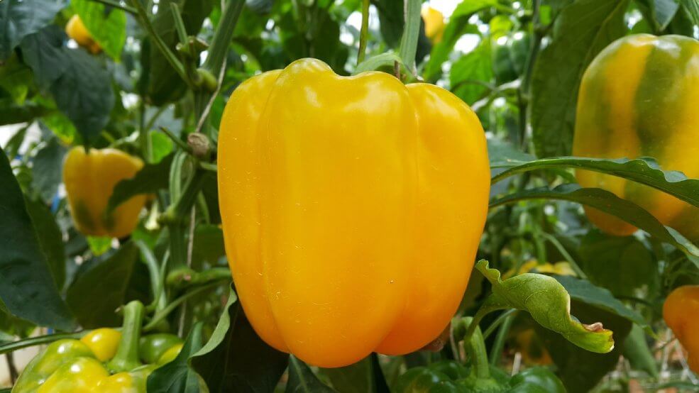 Bio-Samen Paprika Gemüse