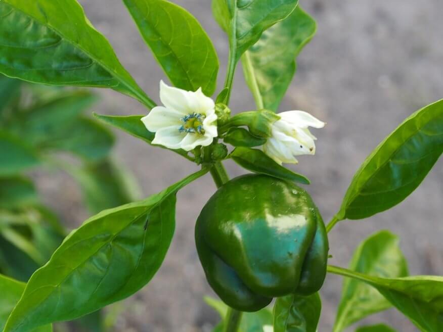 Paprika Quadrato d’Asti Giallo Pflanze