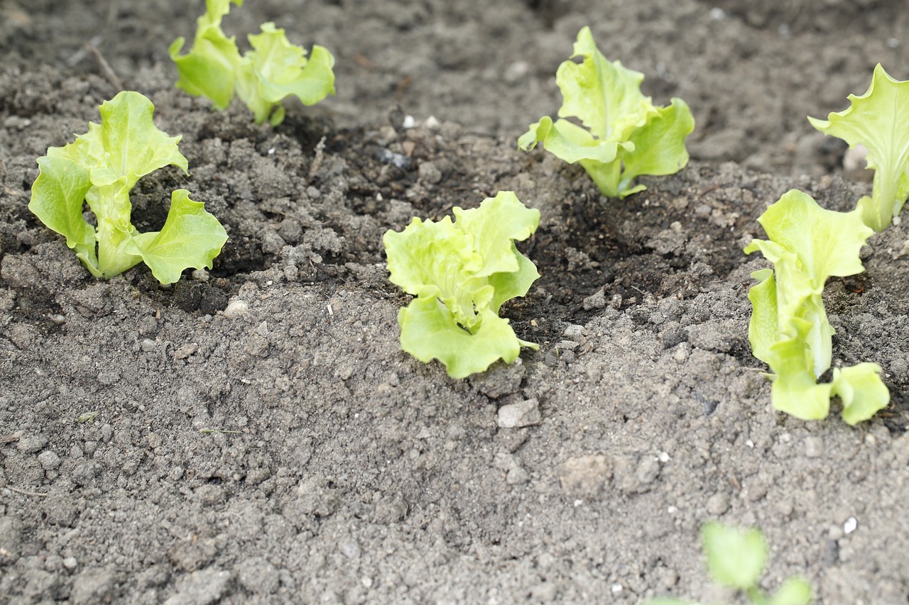 Bio-Saatgut Black Seeded Simpson Anbau
