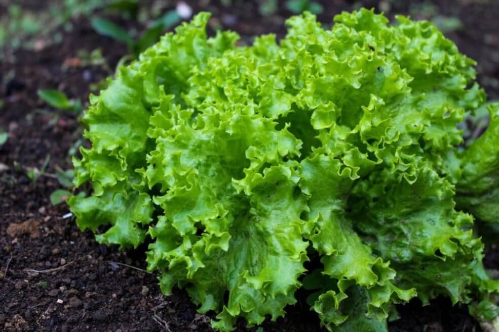 Bio-Saatgut Black Seeded Simpson anbauen