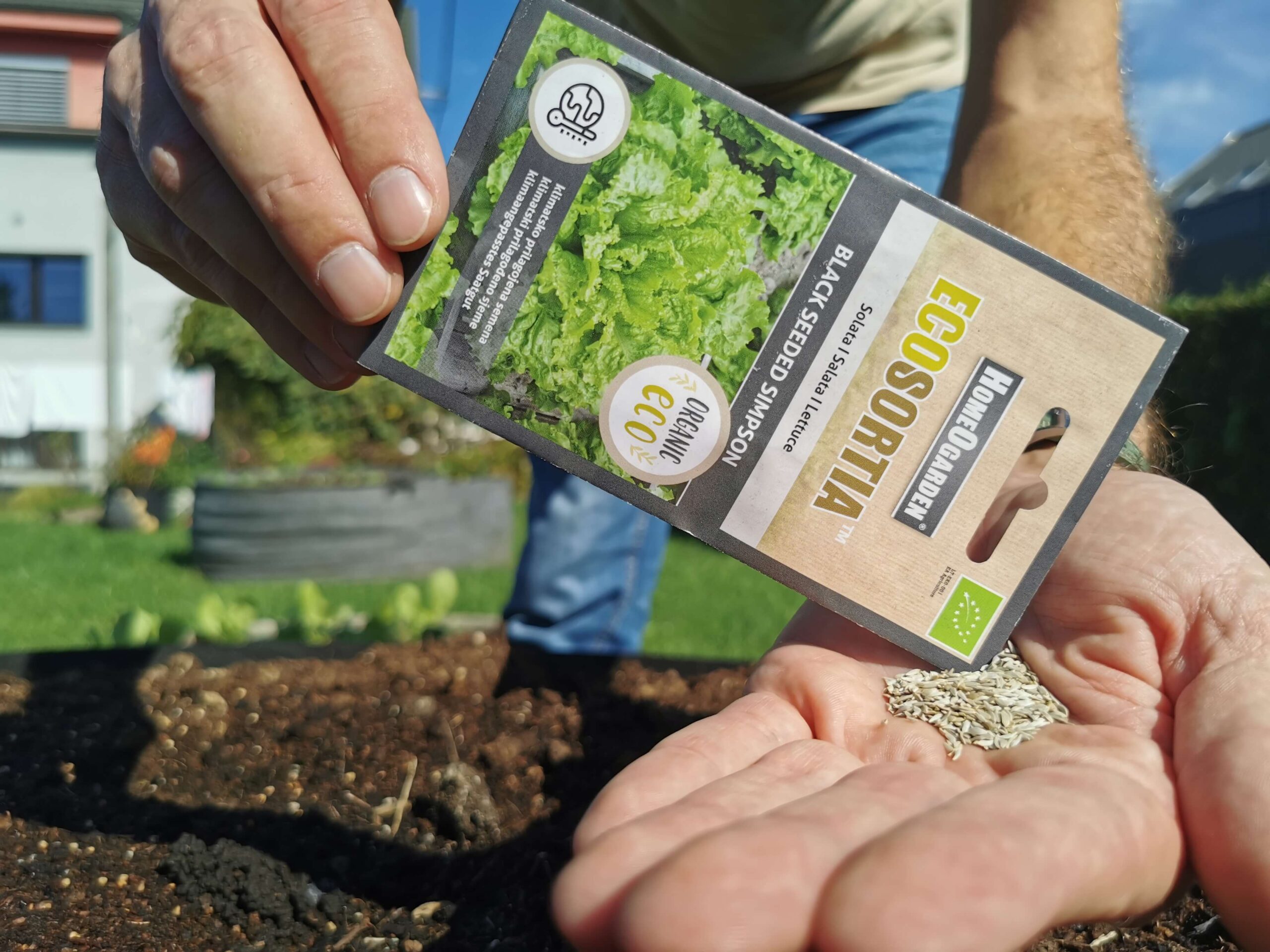 Bio-Saatgut Salat Black Seeded Simpson samen