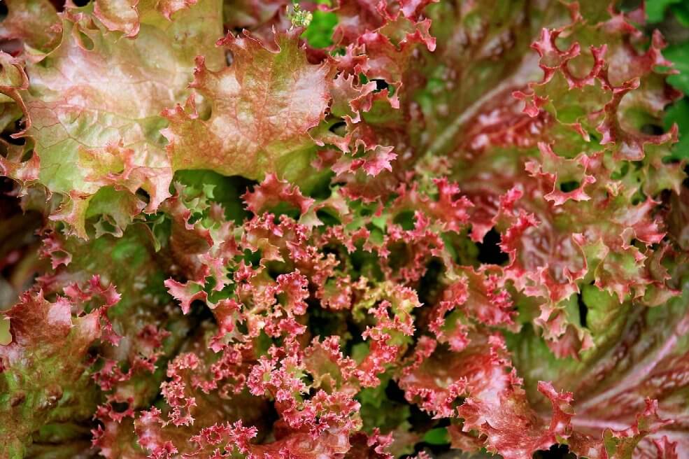 Bio-Saatgut Lollo Rossa Anbau