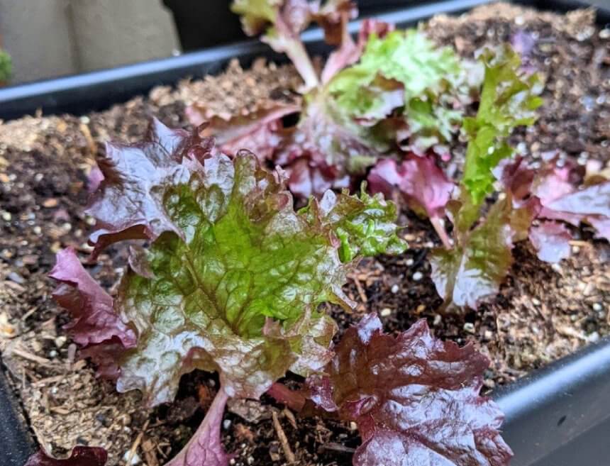 Salat Lollo Rossa Anbau