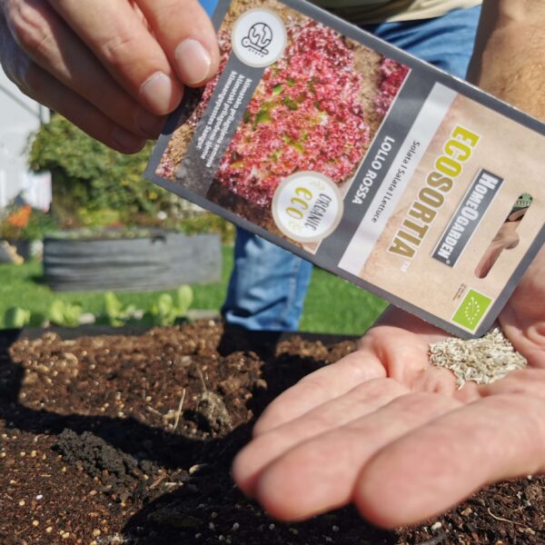 Bio-Saatgut Salat Lollo Rossa samen