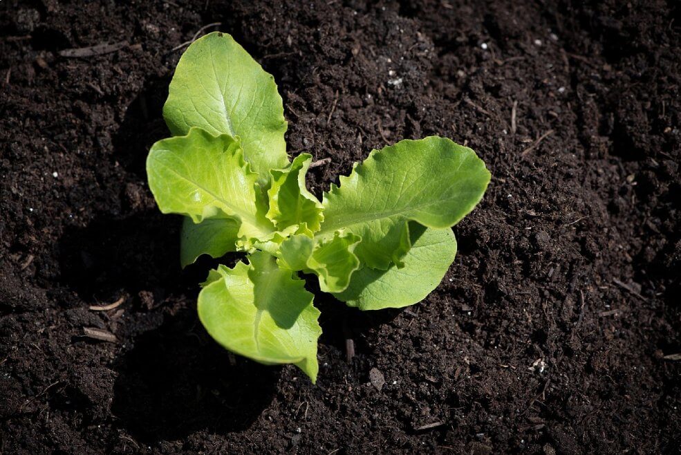 Bio-Samen Salat May Queen Pflanze