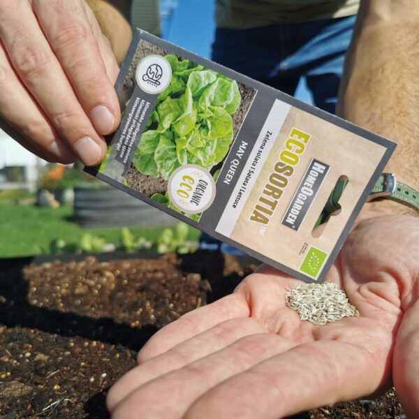 Saatgut Salat May Queen samen