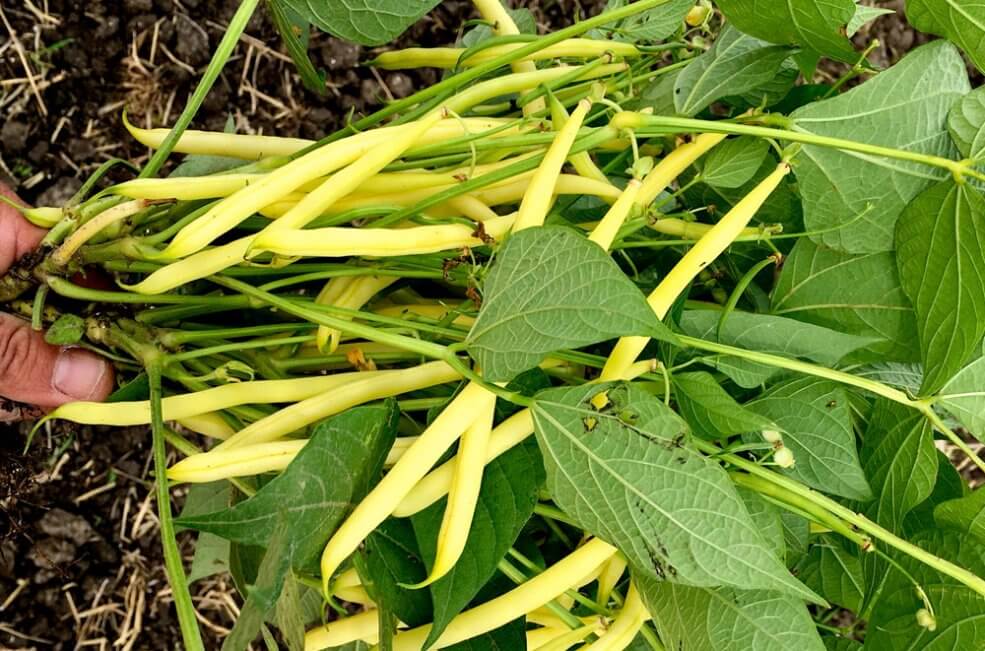 Bio-Saatgut Buschbohne Dior Anbau