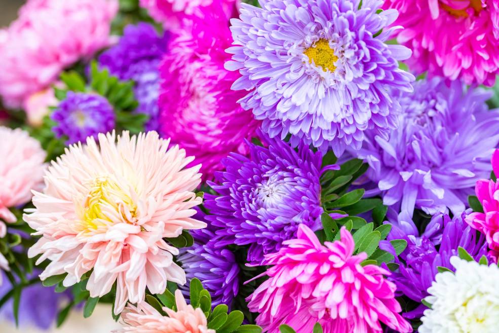 Sommeraster Blumen