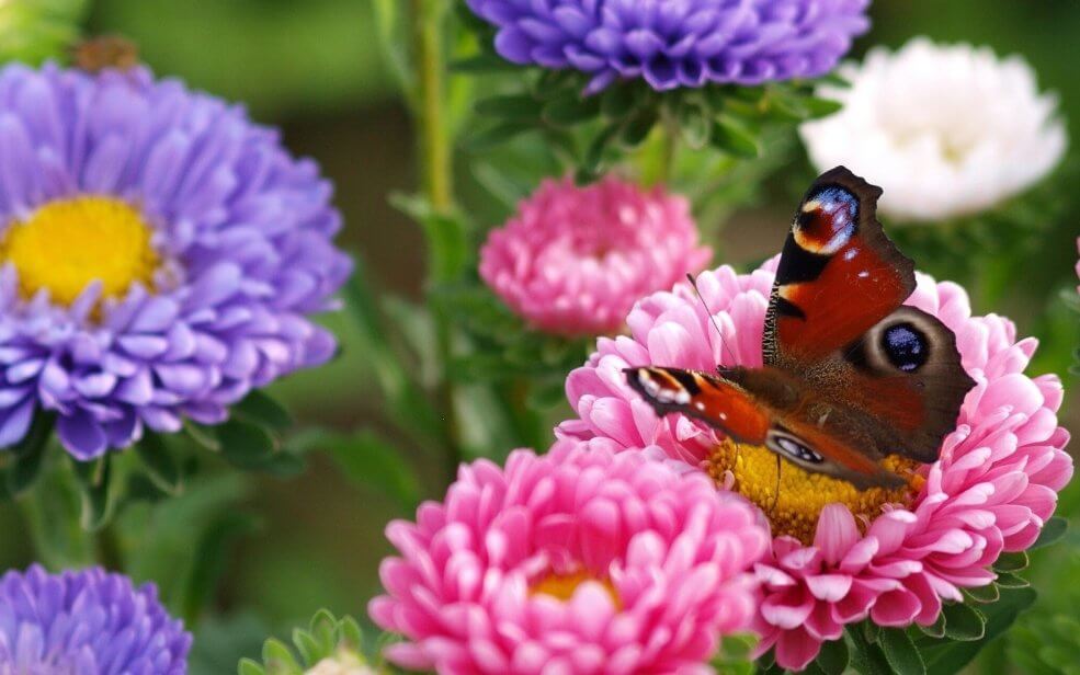 Sommeraster Samen mix ECOSORTiA