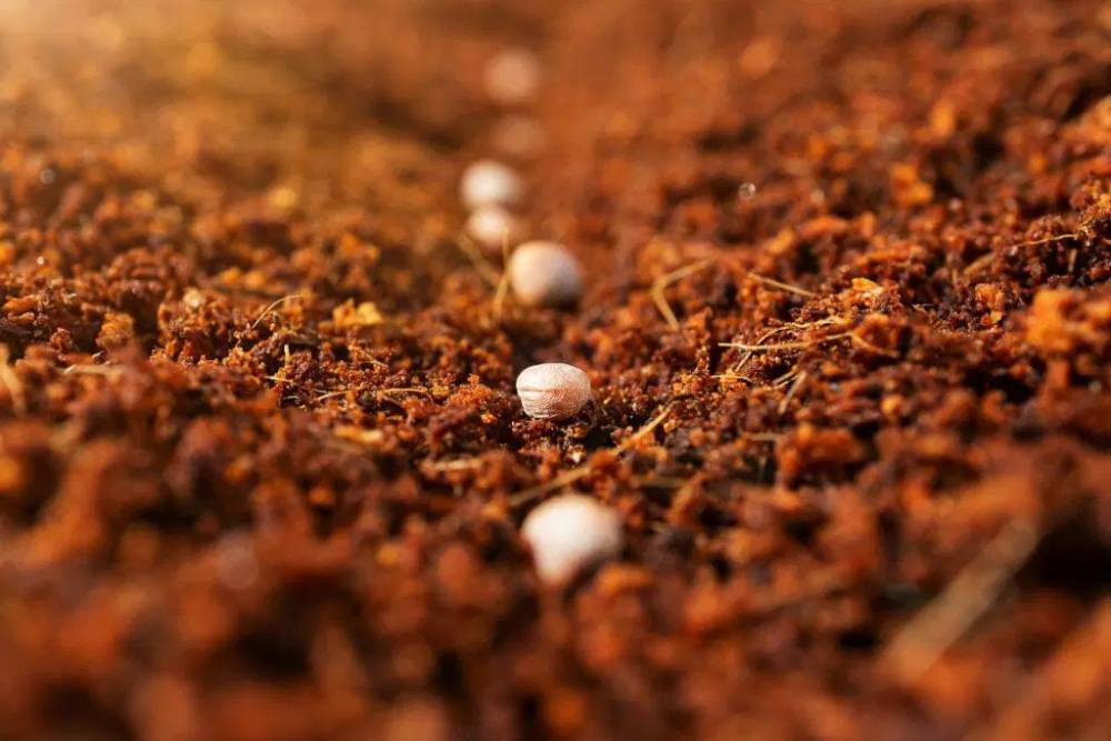 Organische Kokoserde 30l