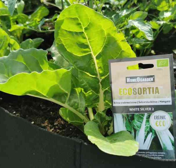 Blitva srebrnolistna- White silver 2 - Švicarska blitva - Mangold