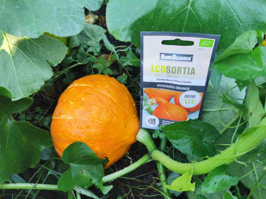 Eko semena zimska buča »Hokkaido orange«