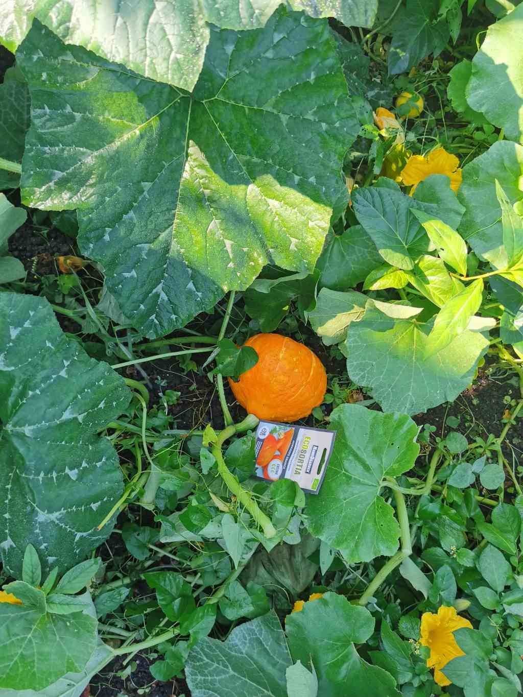 Eko semena zimska buča »Hokkaido orange«